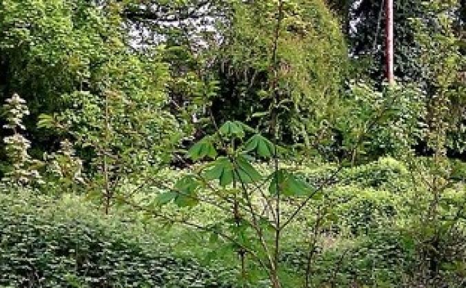 Nature Area