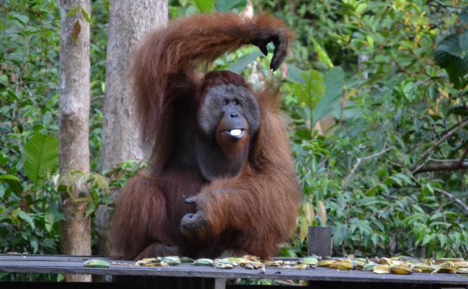 Rainforest Indonesia for protecting Orang-Utans