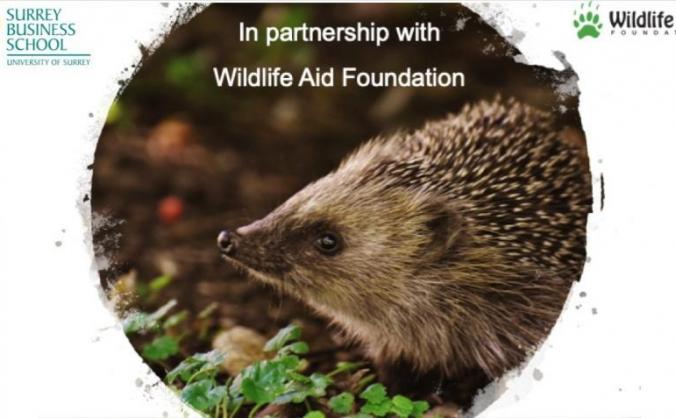 Homes 4 Hedgehogs