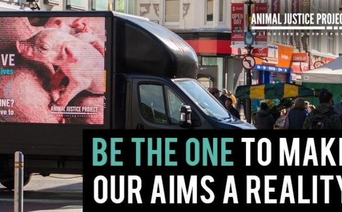 Be a Lifeline for animals this Christmas