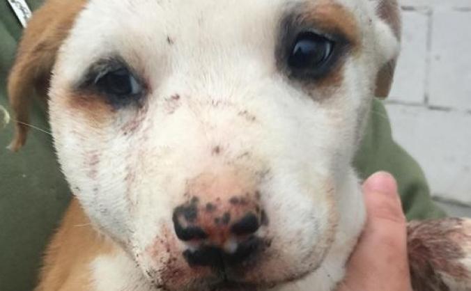 Clover needs your help!