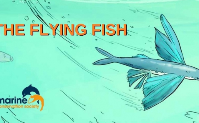 The Flying Fish