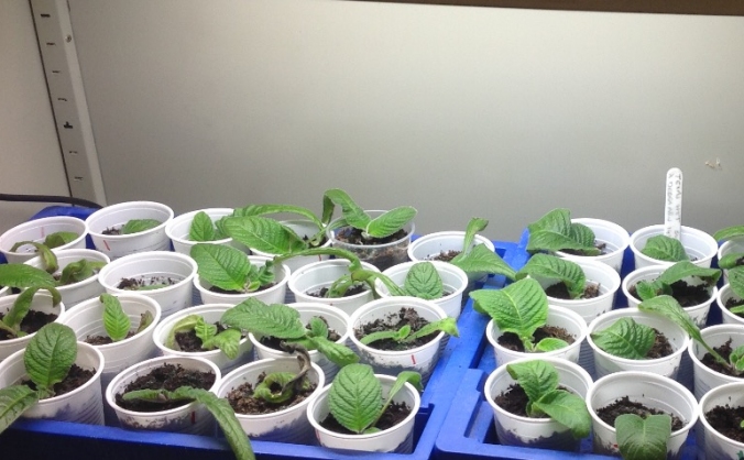Hybridisation for schools