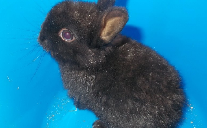 tameside Rabbit And Guinea Pig Rescue