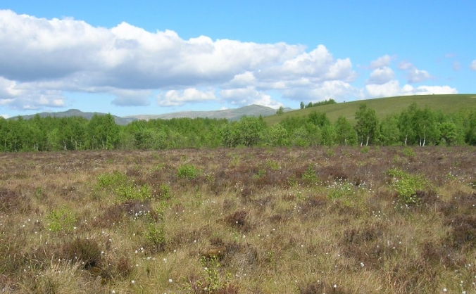 Save Scotland's Peatlands