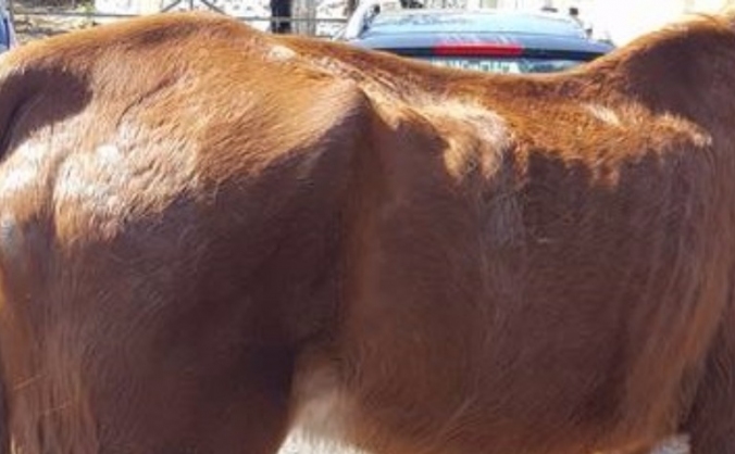 Welsh Ponies Rescue & Rehoming Project