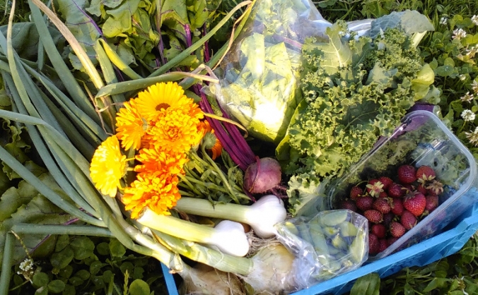 Plotgate CSA