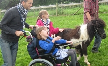 Shetland Ponies for Bath City Farm