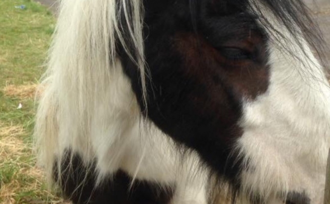 Pony Fund