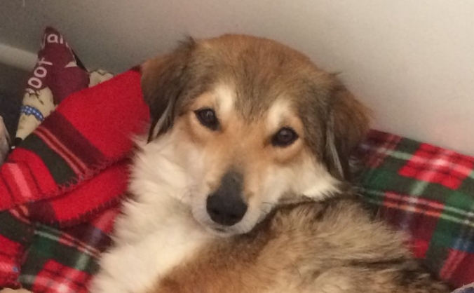 Help raise money for Toffee dog's urgent operation