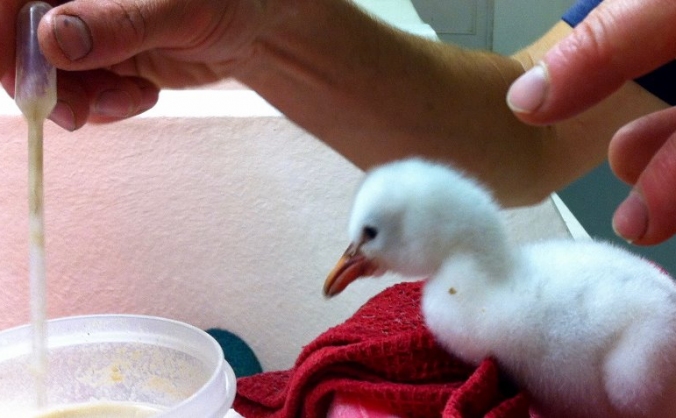 Flamingo chick rearing facility.