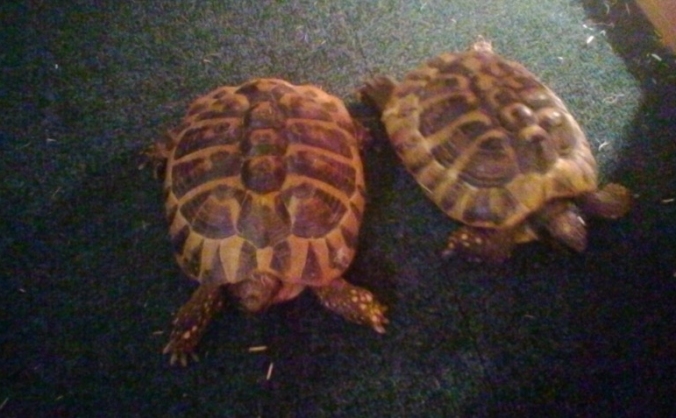 Liverpool Reptile Rescue