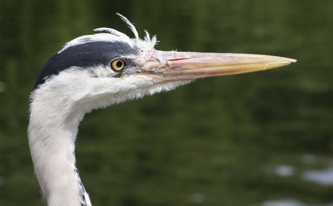Wildlife Photography Project - North West
