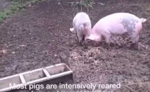 Meet the Meat