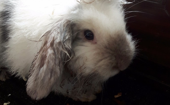 Spay the ratty bunny