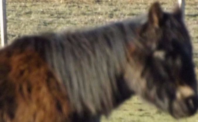 Rebuild and Regrow Animal Rescue