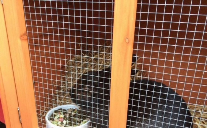 Urgent vet funds