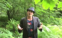 Woodland Canopy