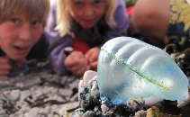 Batten Bay BioBlitz 2014