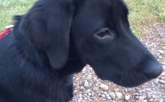 Help Dexter walk again