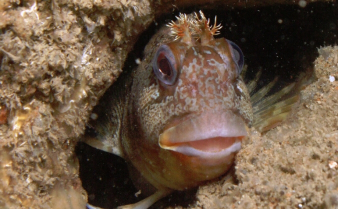 Guardians of the Deep
