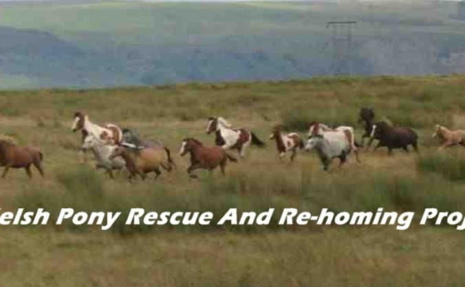 Welsh Ponies Rescue & Rehoming Project