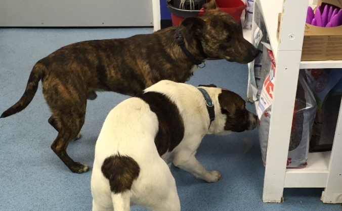 Get Patch & Bouncer home