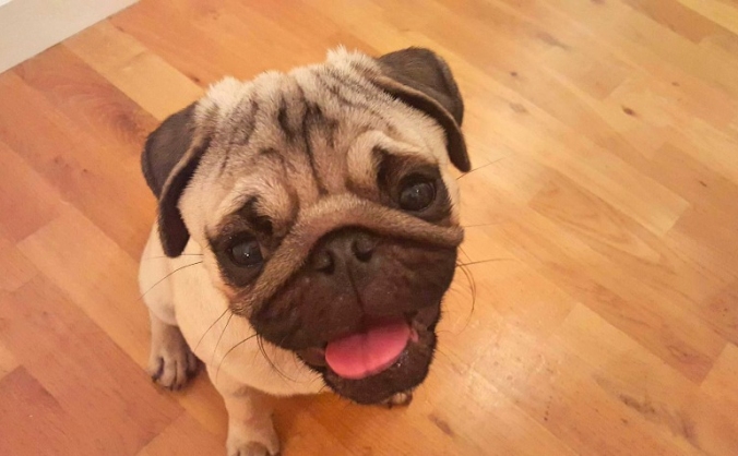 Marley's Surgery