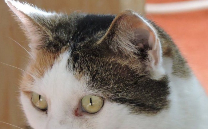 Help Catch the Croydon Cat Killer!