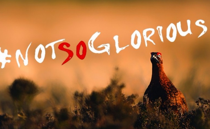 Ban Driven Grouse Shooting