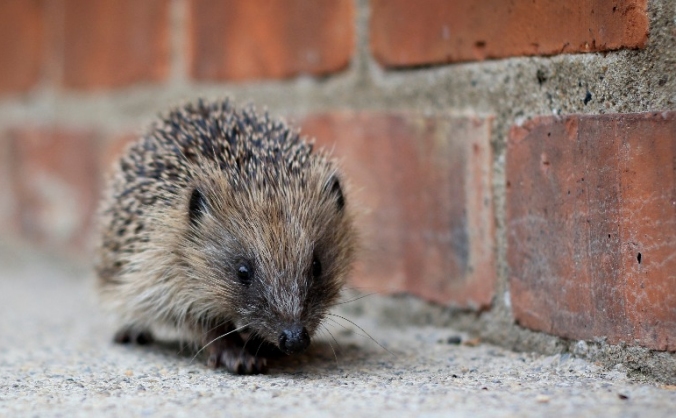 Creating a Hedgehog-Friendly Town