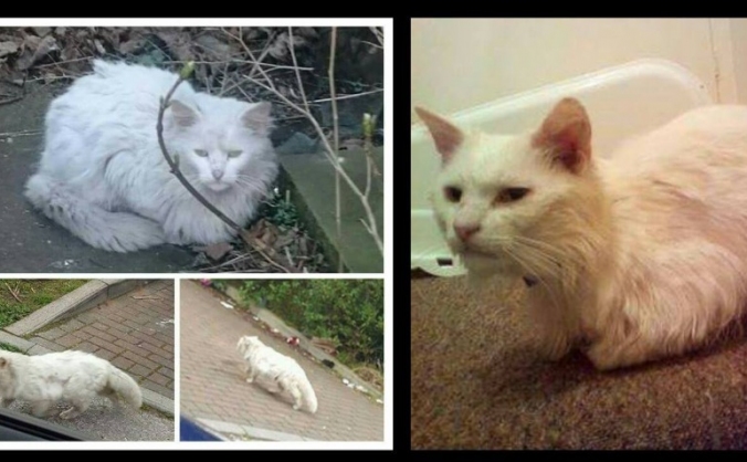 Page's petrescue Cat Fund