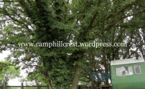 Camp Hillcrest