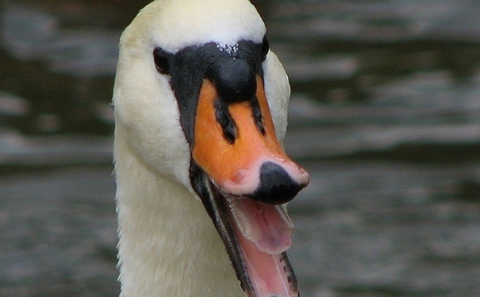 The Angry Swan