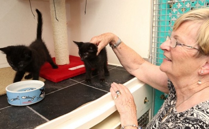 Millwood Cat Rescue Appeal