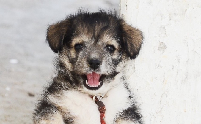 A new life for Amalia
