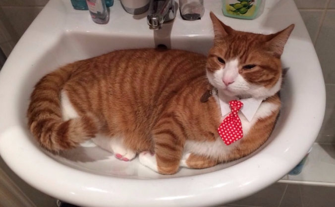Help save our cat Linus Pauling