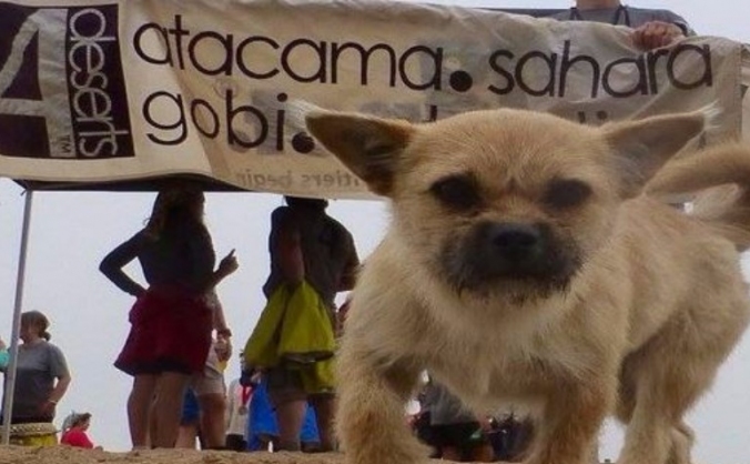 Bring Gobi Home