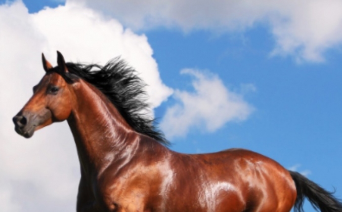 Equine paradise