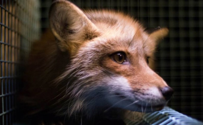 Fur for Animals