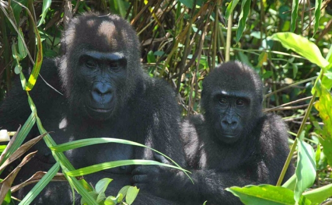 Gorilla Reintroduction Project, Gabon
