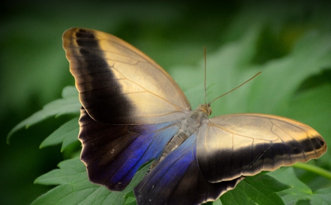 Transgender Pastoral Care Manual