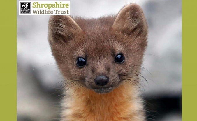 Pine Marten Adventures