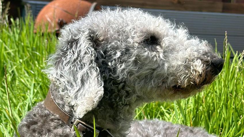 bedlington-terrier-rescue-foundation-a-charities-crowdfunding-project