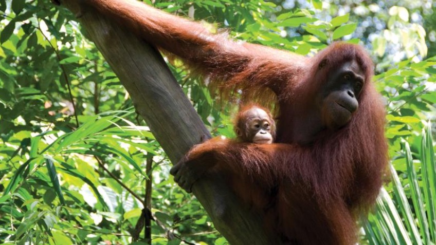 Borneo - a Charities crowdfunding project in Exeter by sgg2011