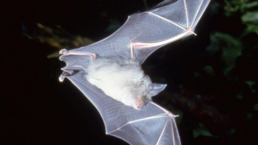 Devon Greater Horseshoe Bats - a Charities crowdfunding project in by ...