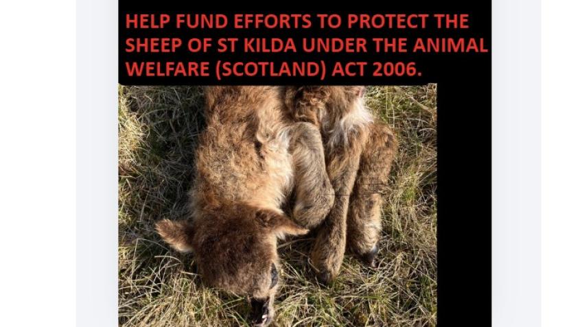 End Starvation for Sheep of St Kilda - a Charities crowdfunding project ...