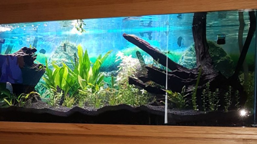 Fish for everyone - a Community crowdfunding project in Farnborough by ...