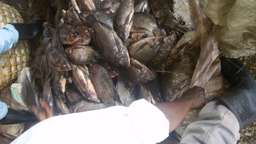 Fish Point Organic - a crowdfunding project in Nairobi by gomkoyola