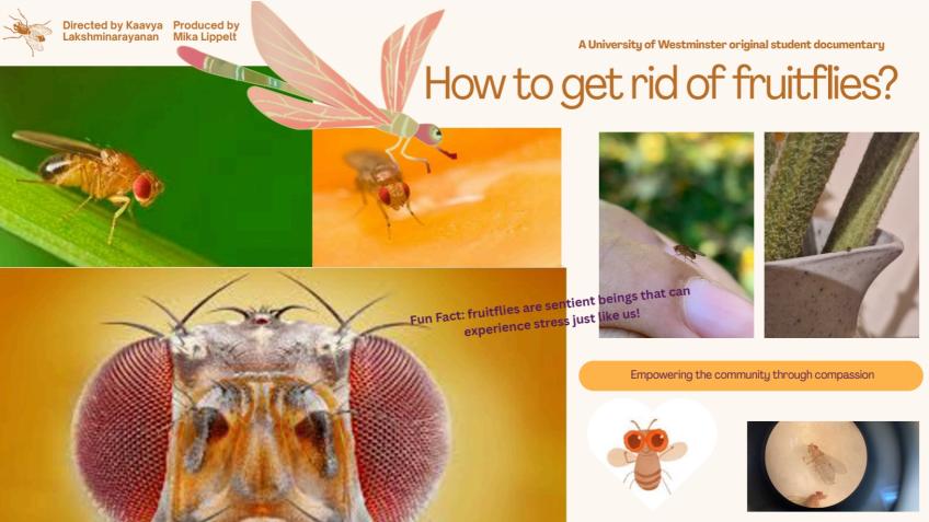 Student Documentary: How To Get Rid of Fruit Flies - a Creative & Arts ...